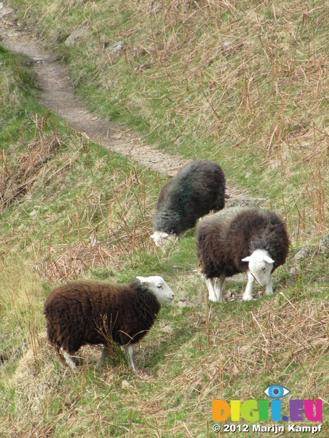 SX22183 Black sheep with white heads